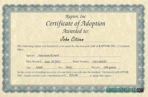 AS Raptor Inc sertifikat of adoption desain